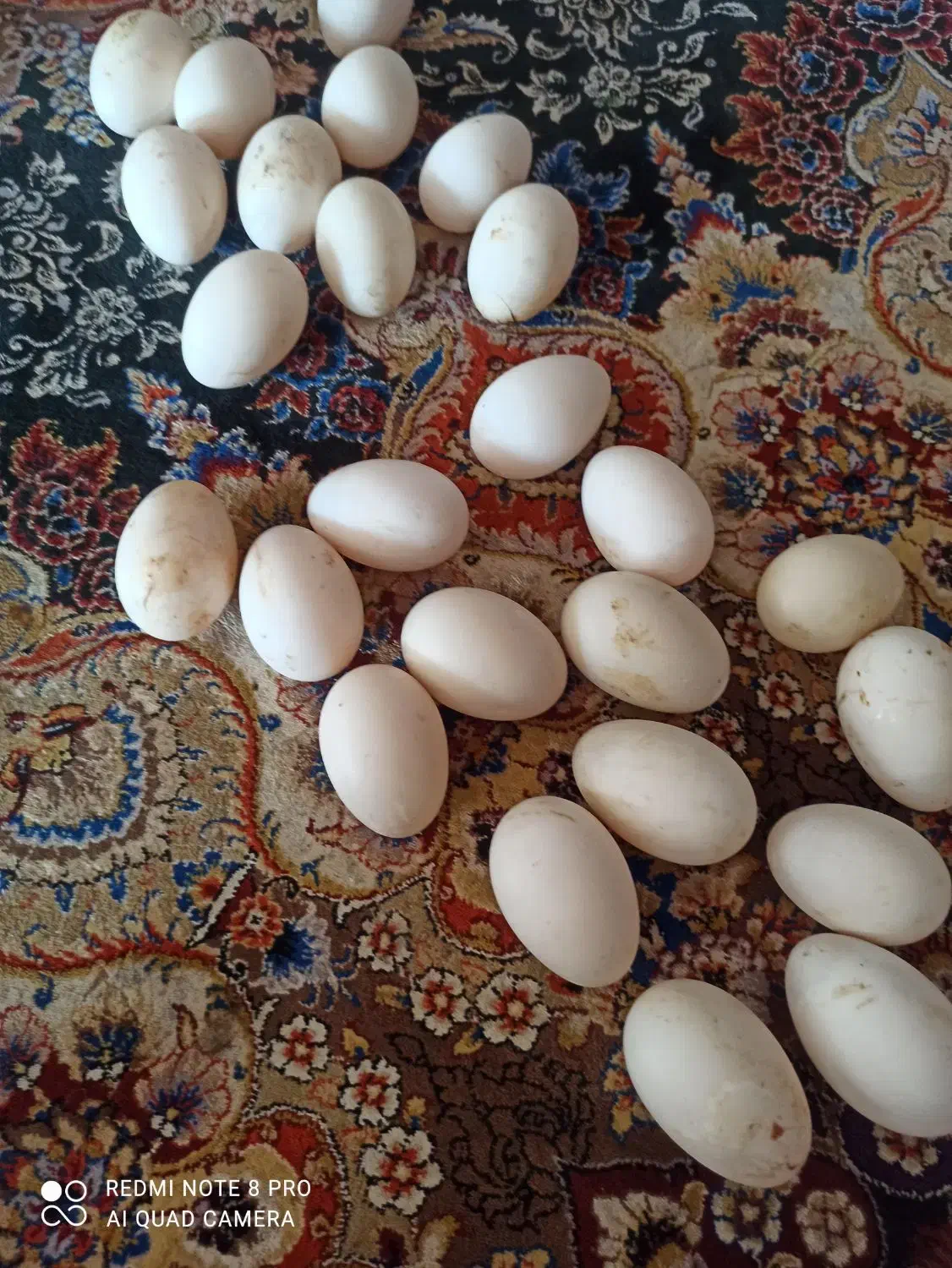 سلام فروش تخم مرغابی|خوردنی و آشامیدنی|شیراز, گویم|دیوار