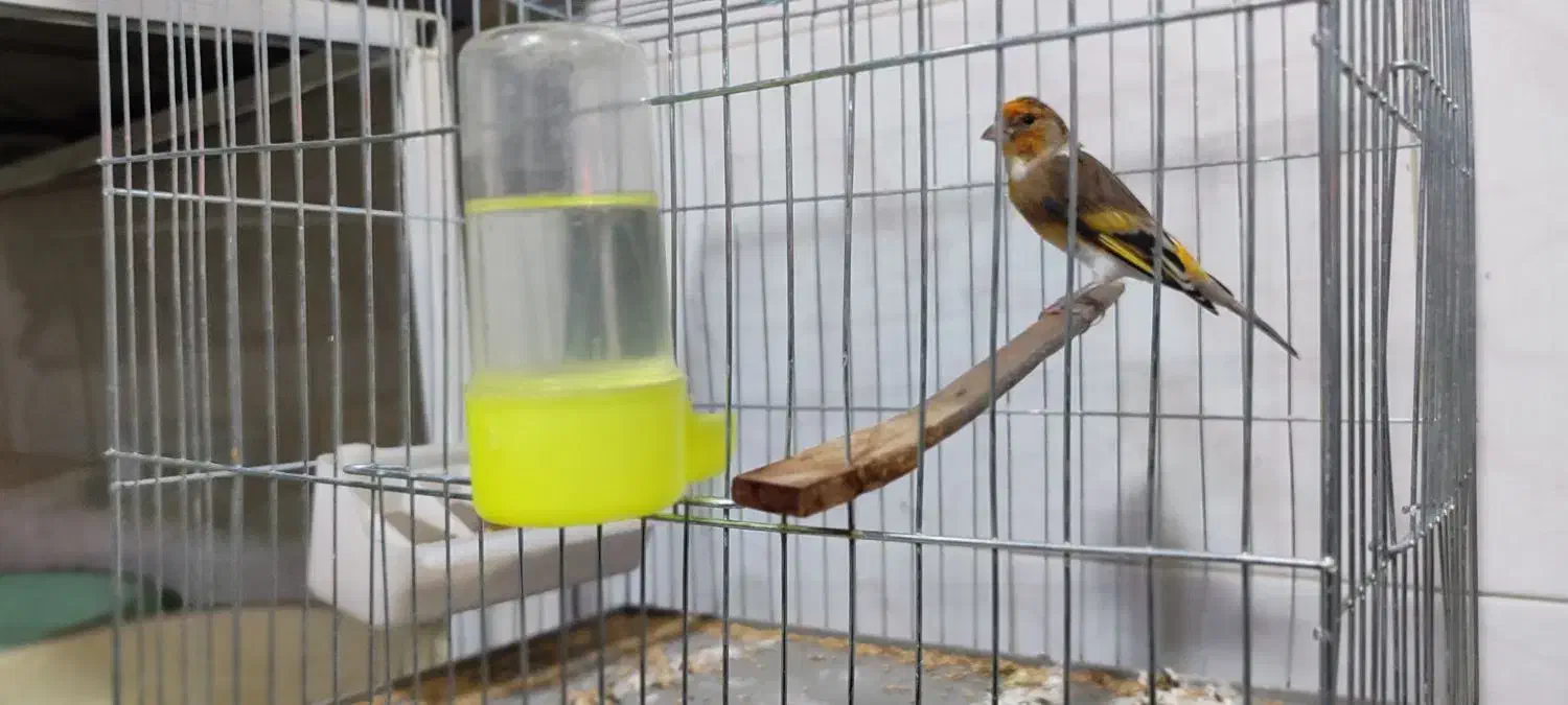 سهره قناری|پرنده|بانه, |دیوار