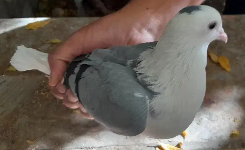 کبوتر.|پرنده|کرمان, |دیوار