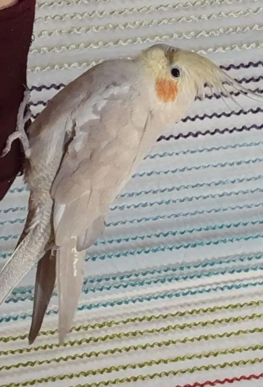 مرغ عروس|پرنده|آران و بیدگل, |دیوار