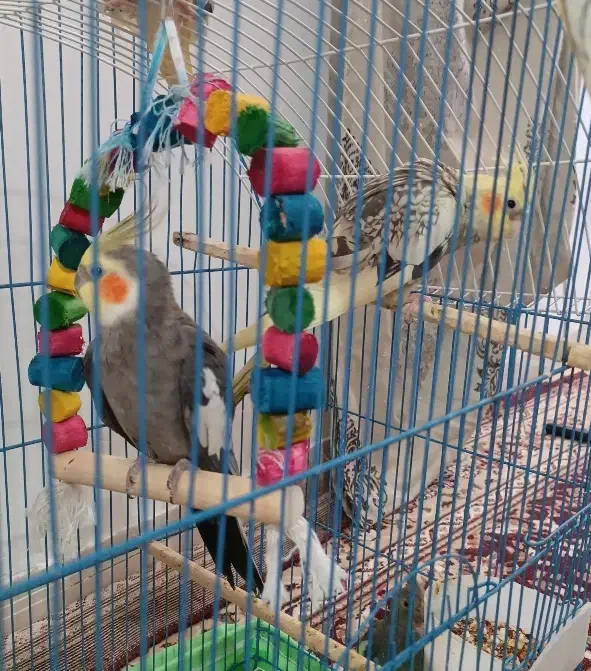 عروس هلندی جفت مولد همراه با ۴تا جوجه|پرنده|بندرعباس, |دیوار