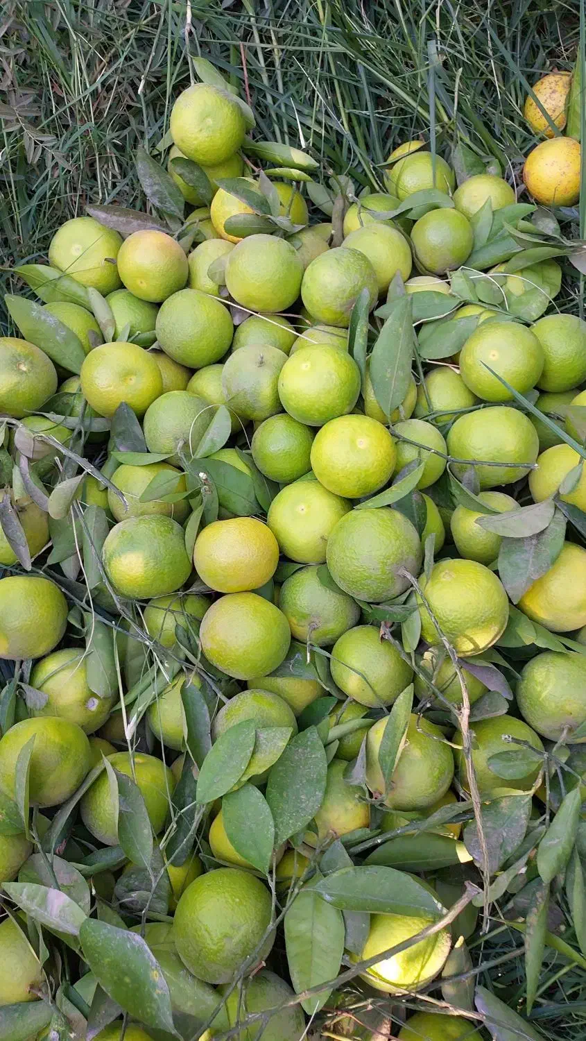 خرید مرکبات پرتقال لیمو نارنگی|خدمات باغبانی و درختکاری|دزفول, |دیوار