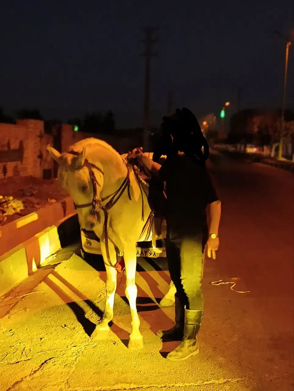 نریان کورد 9 ساله کره اژدر حاج کرم|اسب و تجهیزات اسب‌سواری|مشکین‌دشت, |دیوار