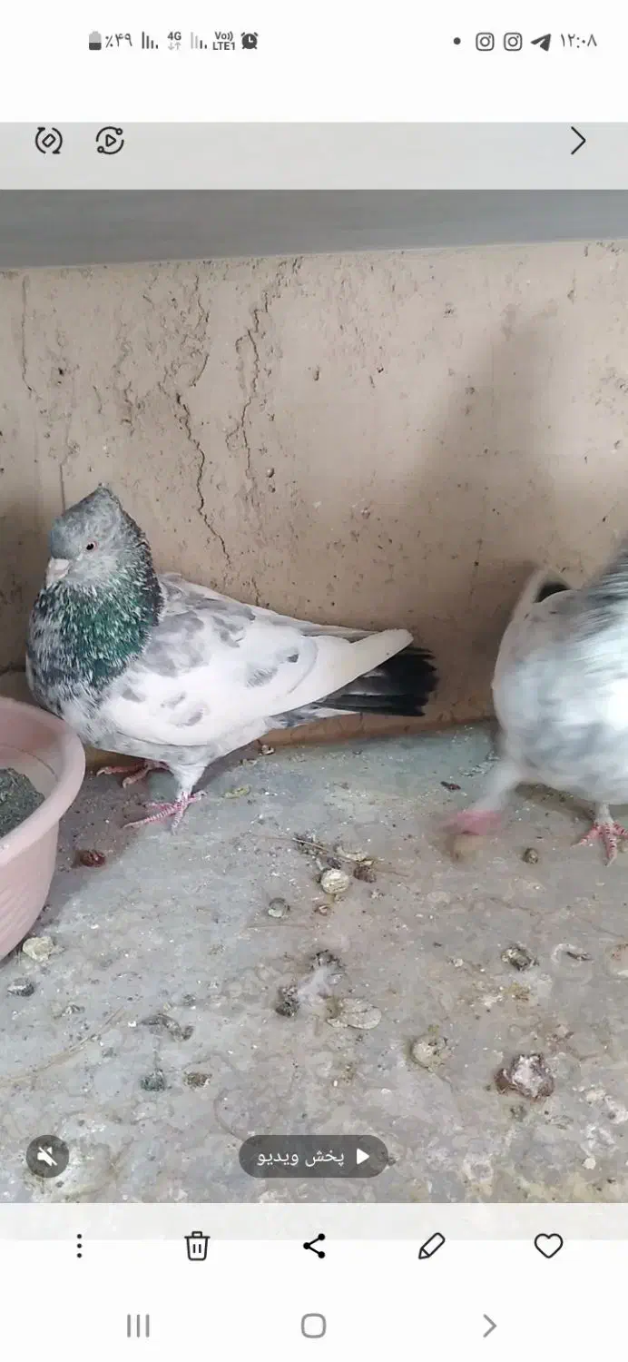 سینه ای کلایی|پرنده|راین, |دیوار