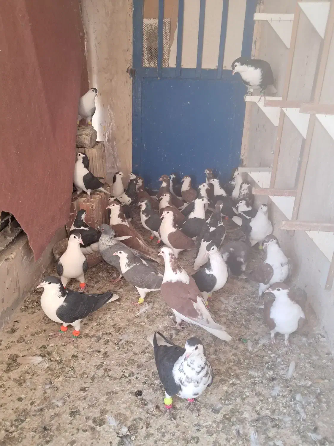 کفتر رنگی هوایی|پرنده|ملکآباد, |دیوار