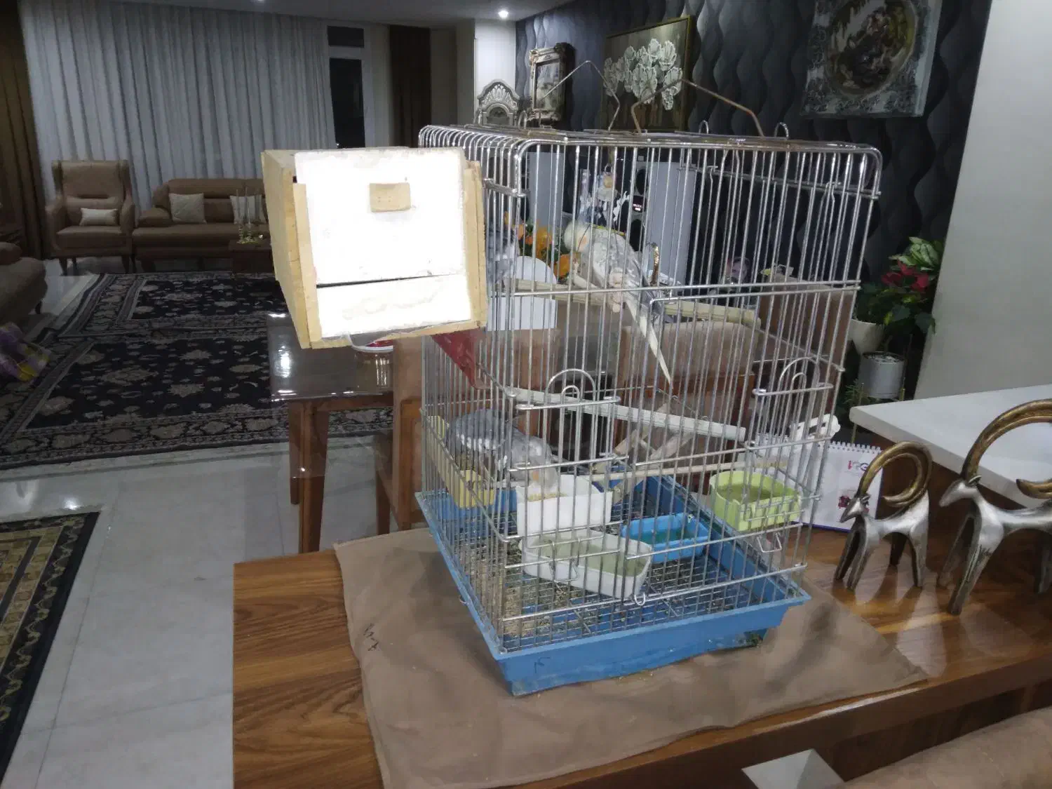 عروس هلندی|پرنده|رودهن, |دیوار