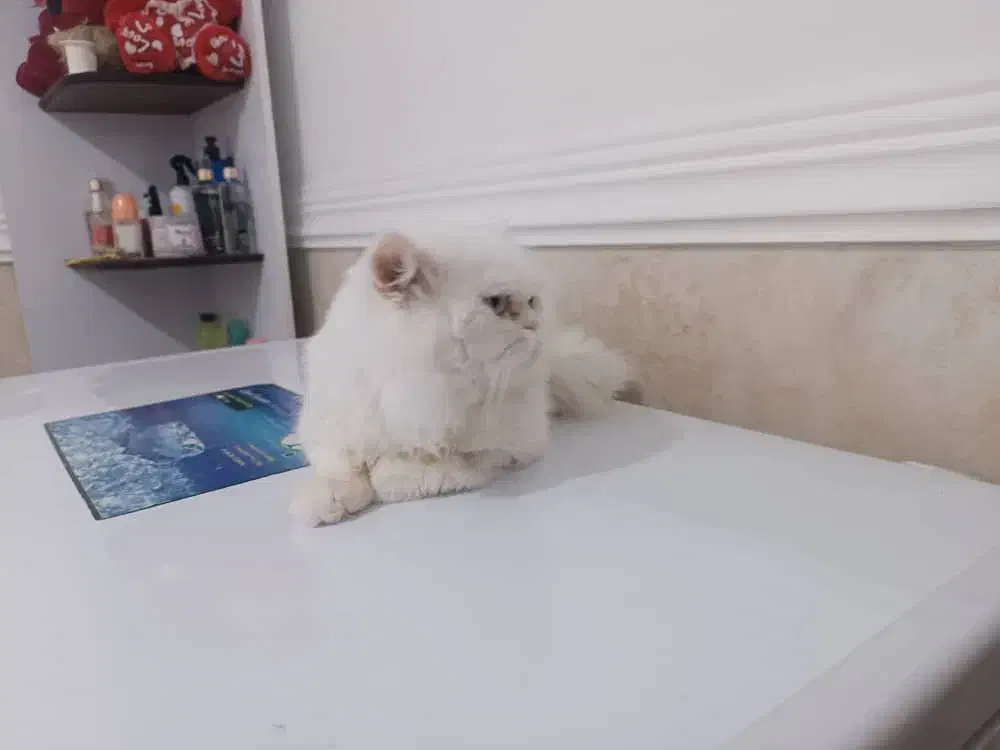 پرشین فلت|گربه|بوشهر, |دیوار