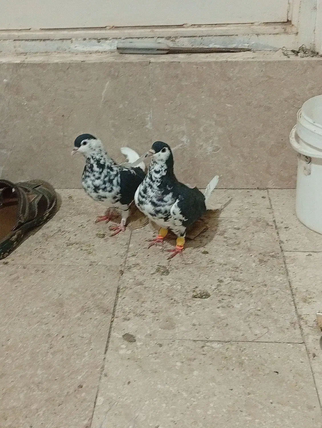 چپ افشون|پرنده|مشهد, ایوان|دیوار