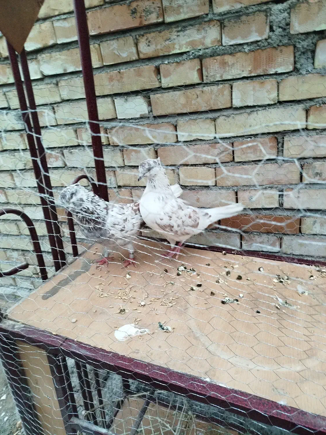 کفتر پرشی|پرنده|مزرعه کتول, |دیوار