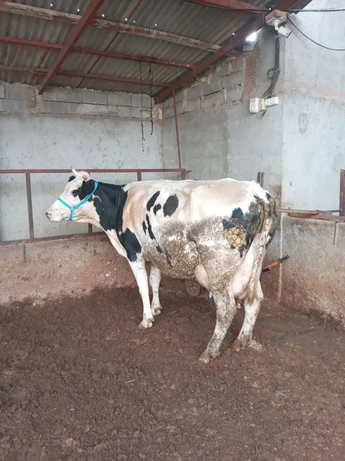 گاو بدون گوساله 30کیلو شیر|حیوانات مزرعه|القجر, |دیوار