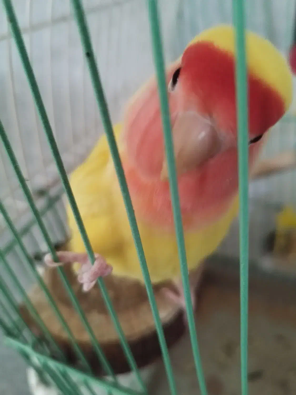 یک عدد طوطی کوتوله|پرنده|شهرضا, |دیوار