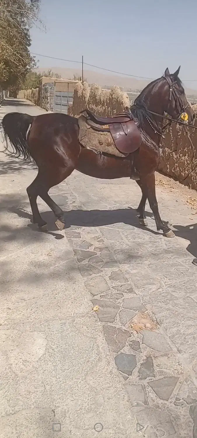 مادیان فروشی|اسب و تجهیزات اسب‌سواری|رباط‌کریم, نوده|دیوار