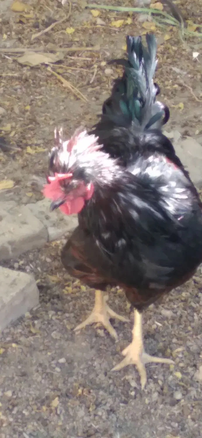 فروش خروس زیبا و جوان|حیوانات مزرعه|فرخ‌شهر, |دیوار