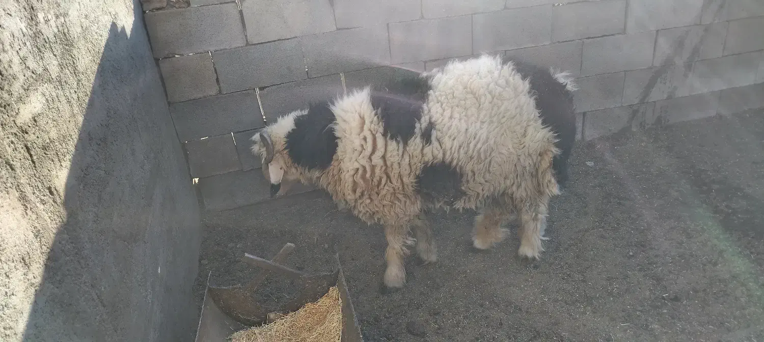 بره قوچی|حیوانات مزرعه|رامشه, |دیوار