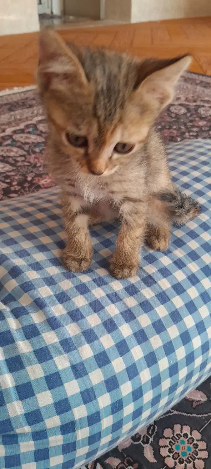 واگذاری رایگان|گربه|شیراز, رکنآباد|دیوار