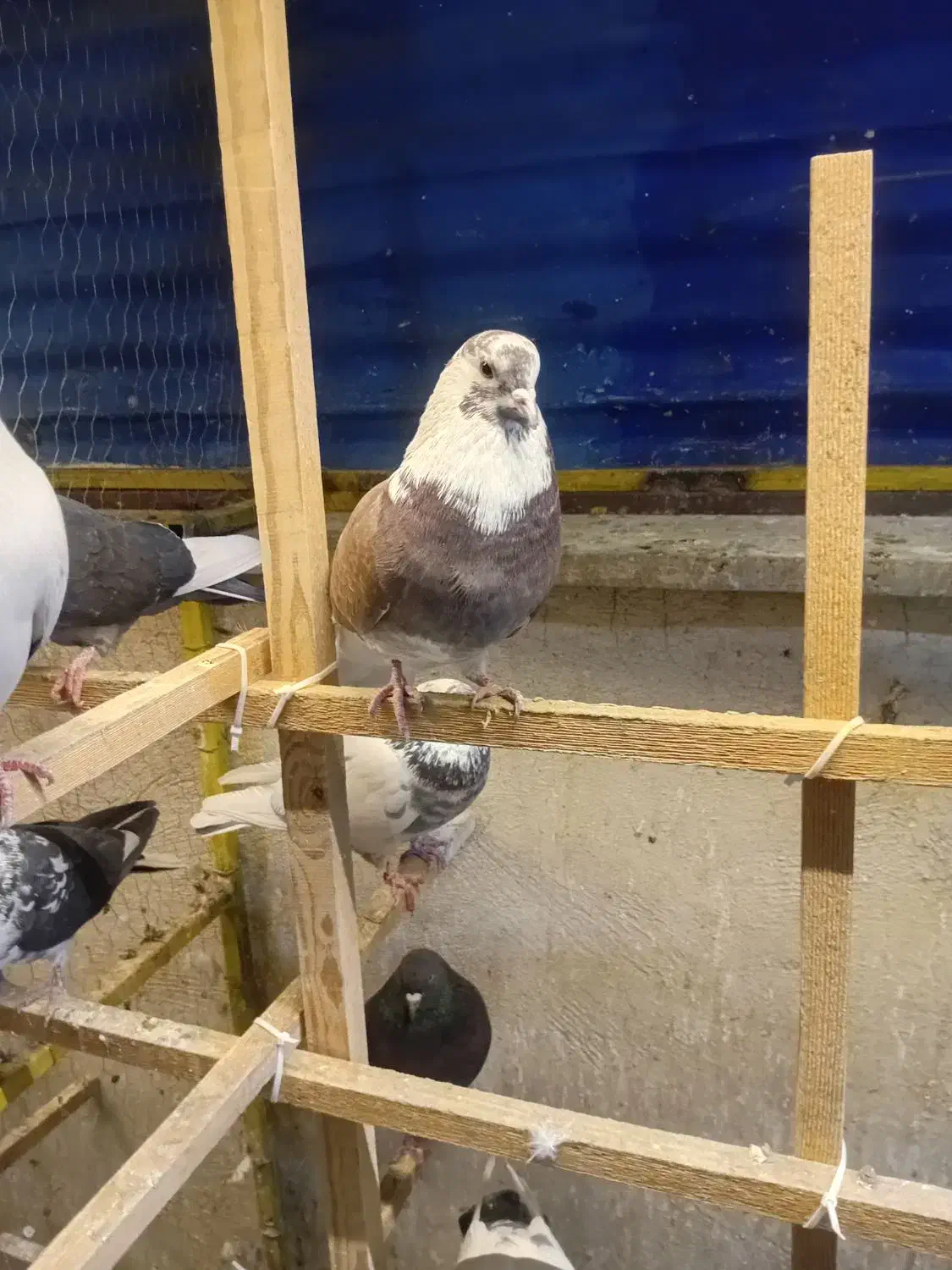 کبوتر|پرنده|شهر ری, شهادت|دیوار