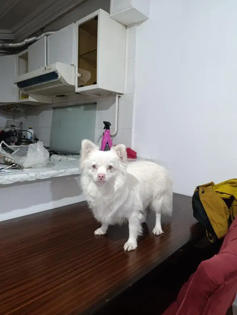 سگ پامر اشپیتز|سگ|گرگان, |دیوار