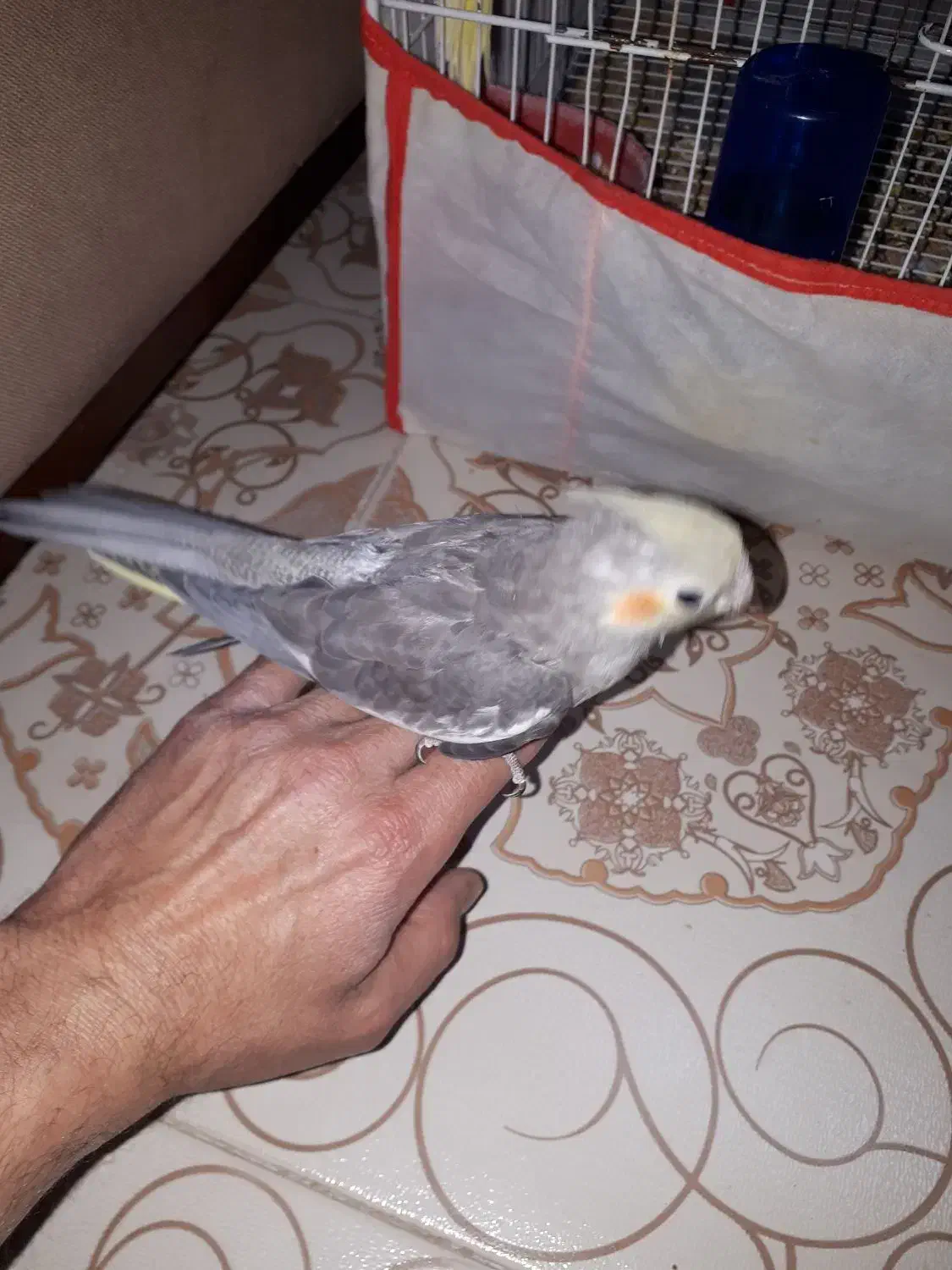 جوجه عروس دونخور و دستی|پرنده|سبزوار, مدرس|دیوار