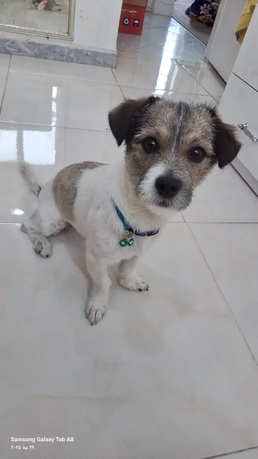 فروش سگ|سگ|فردیس, خیام شرقی|دیوار