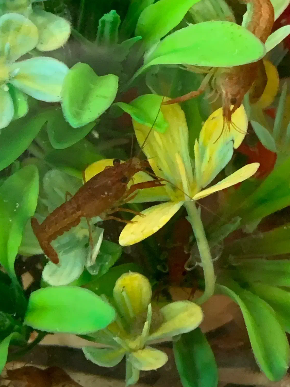 لابستر|ماهی|قدس, شهرقدس|دیوار