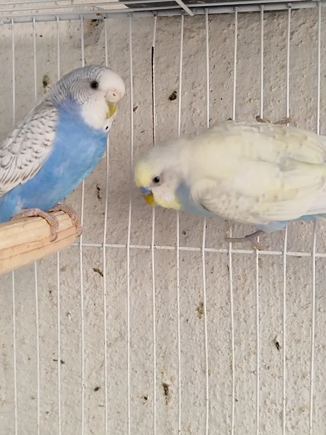 مرغ عشق رنگین کمانی|پرنده|مشهد, امیریه|دیوار