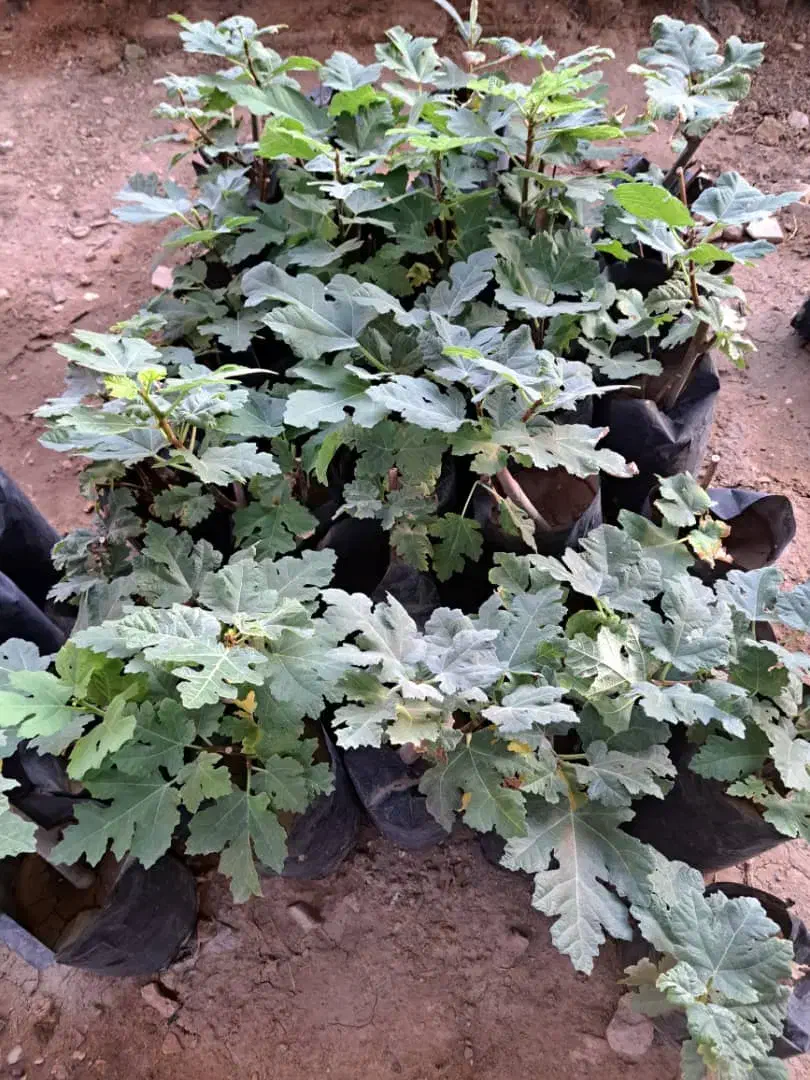 فروش نهال انجیر صدویک(خوداستهبان)|خدمات باغبانی و درختکاری|رونیز, |دیوار