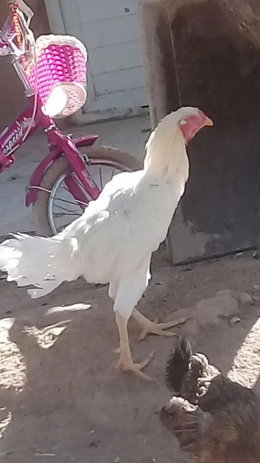 خروس ومرغ لاری|حیوانات مزرعه|ماهدشت, |دیوار