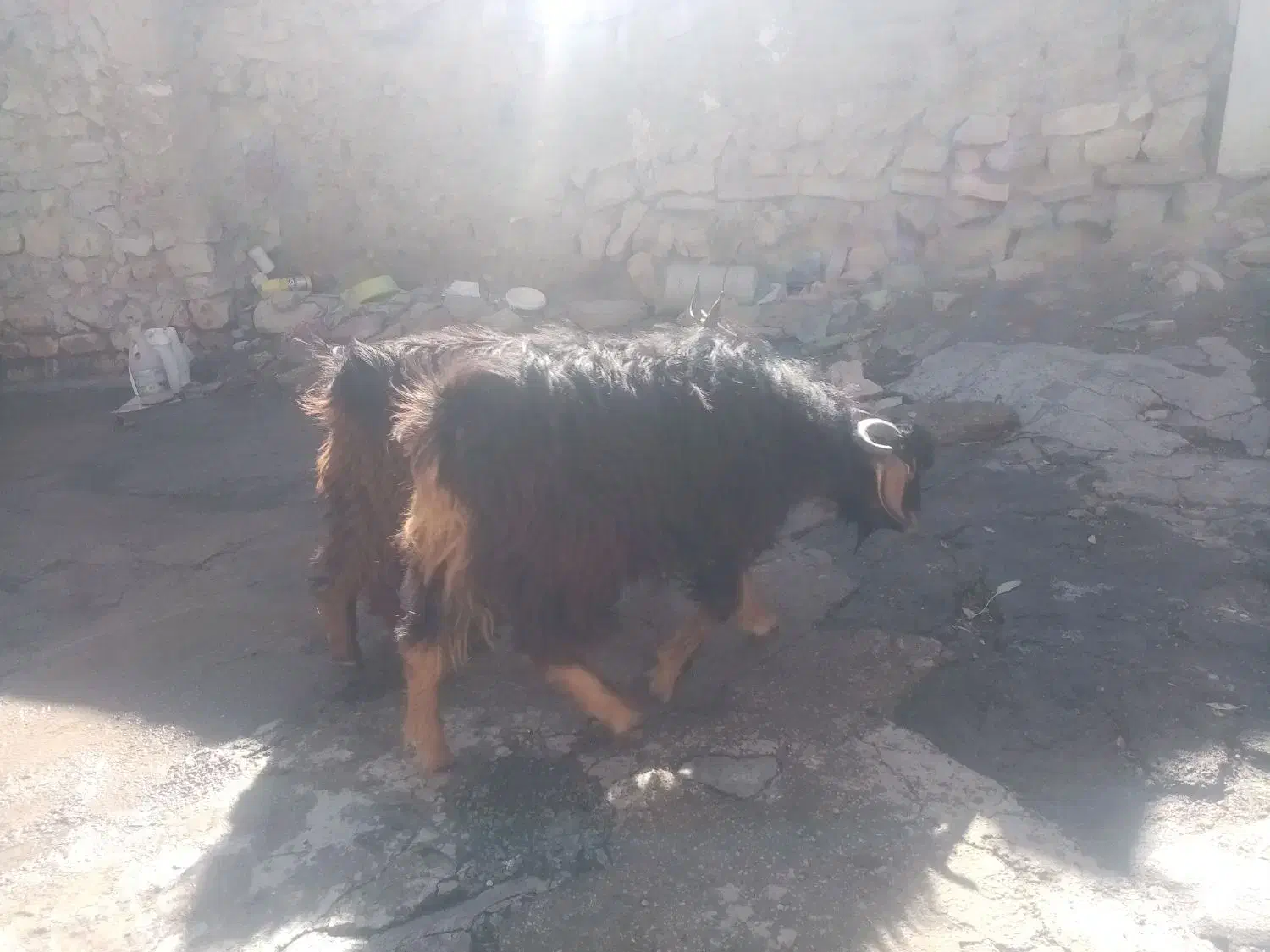 دوعدد بزغاله نر ادرس روانسر|حیوانات مزرعه|روانسر, |دیوار