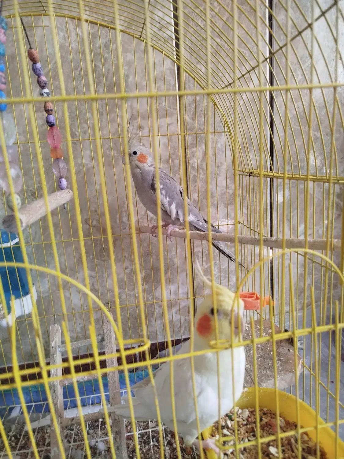 عروس هلندی مولد سخنگو|پرنده|لالجین, |دیوار