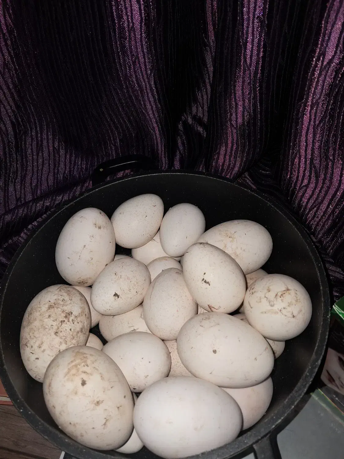 تخم بوقلمو وغاز|حیوانات مزرعه|گرگان, |دیوار