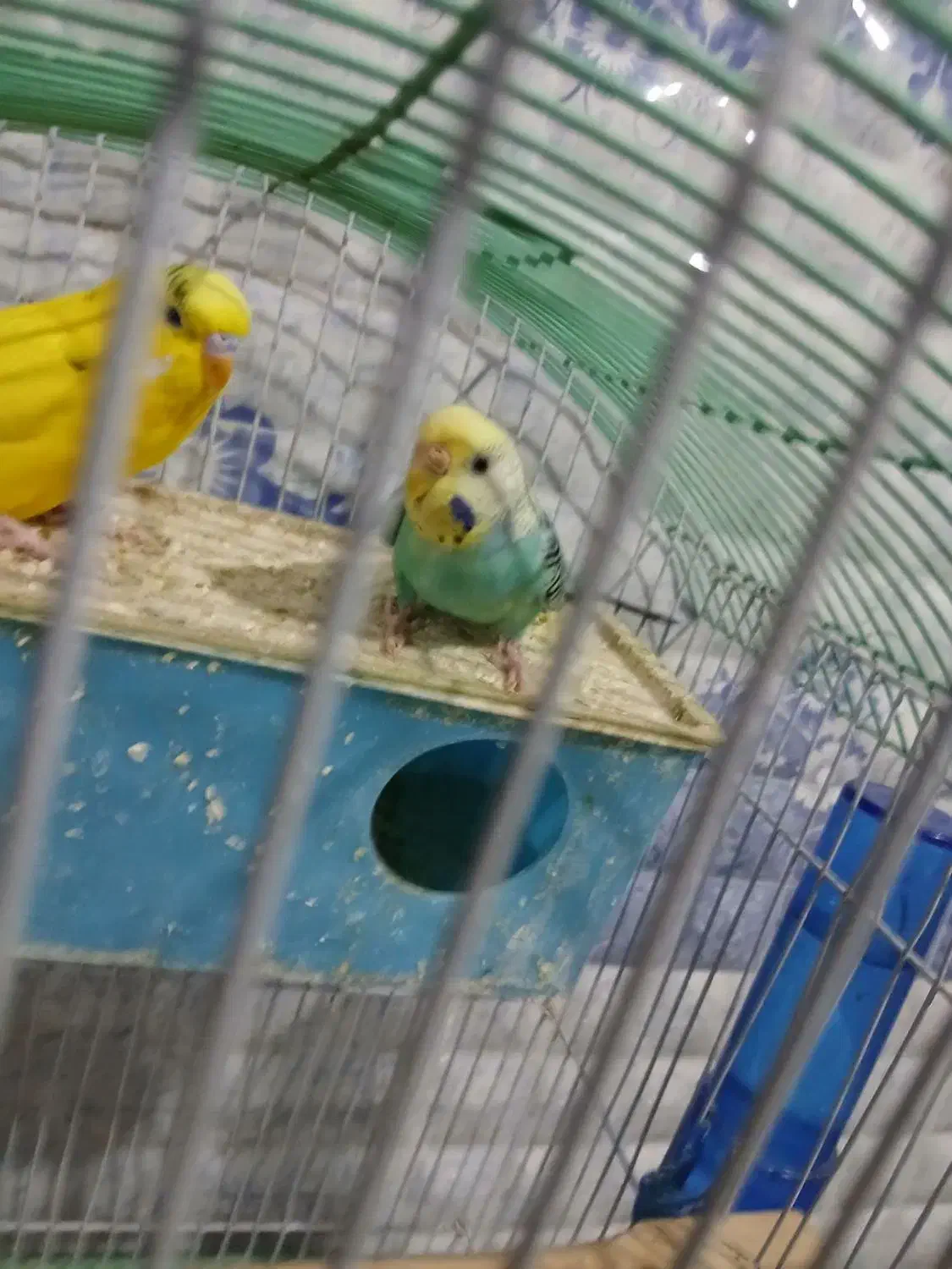 مرغ عشق اهلی و فنج اهلی|پرنده|ارومیه, |دیوار