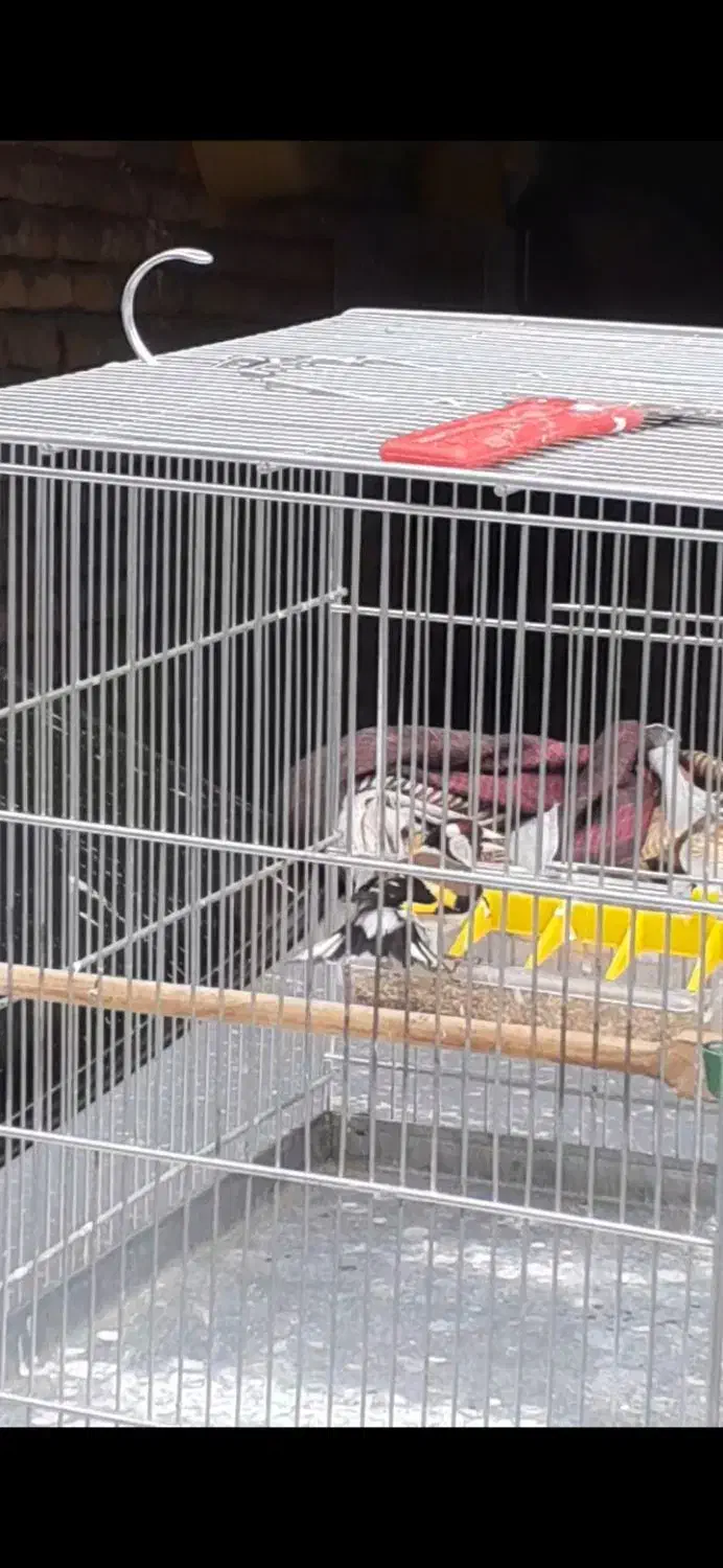 سیره|پرنده|سقز, |دیوار