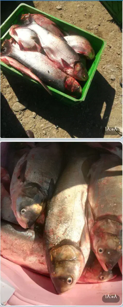 فروش ماهی آزاد(سیلور) کله گاوی کپور طلایی|ماهی|مراغه, |دیوار