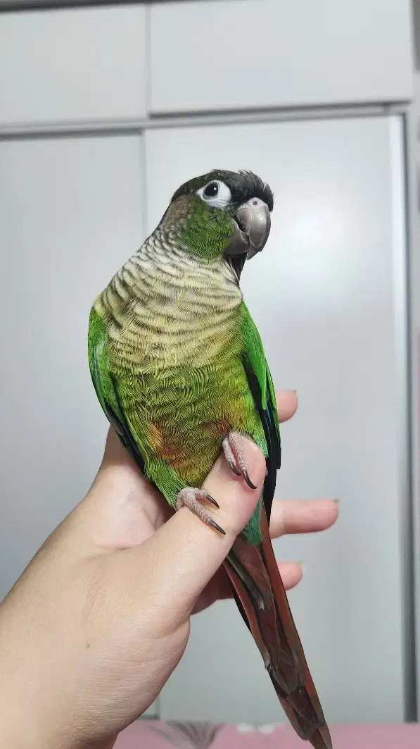 پرنده کاملا دستی و ارام|پرنده|ری, حمزهآباد|دیوار