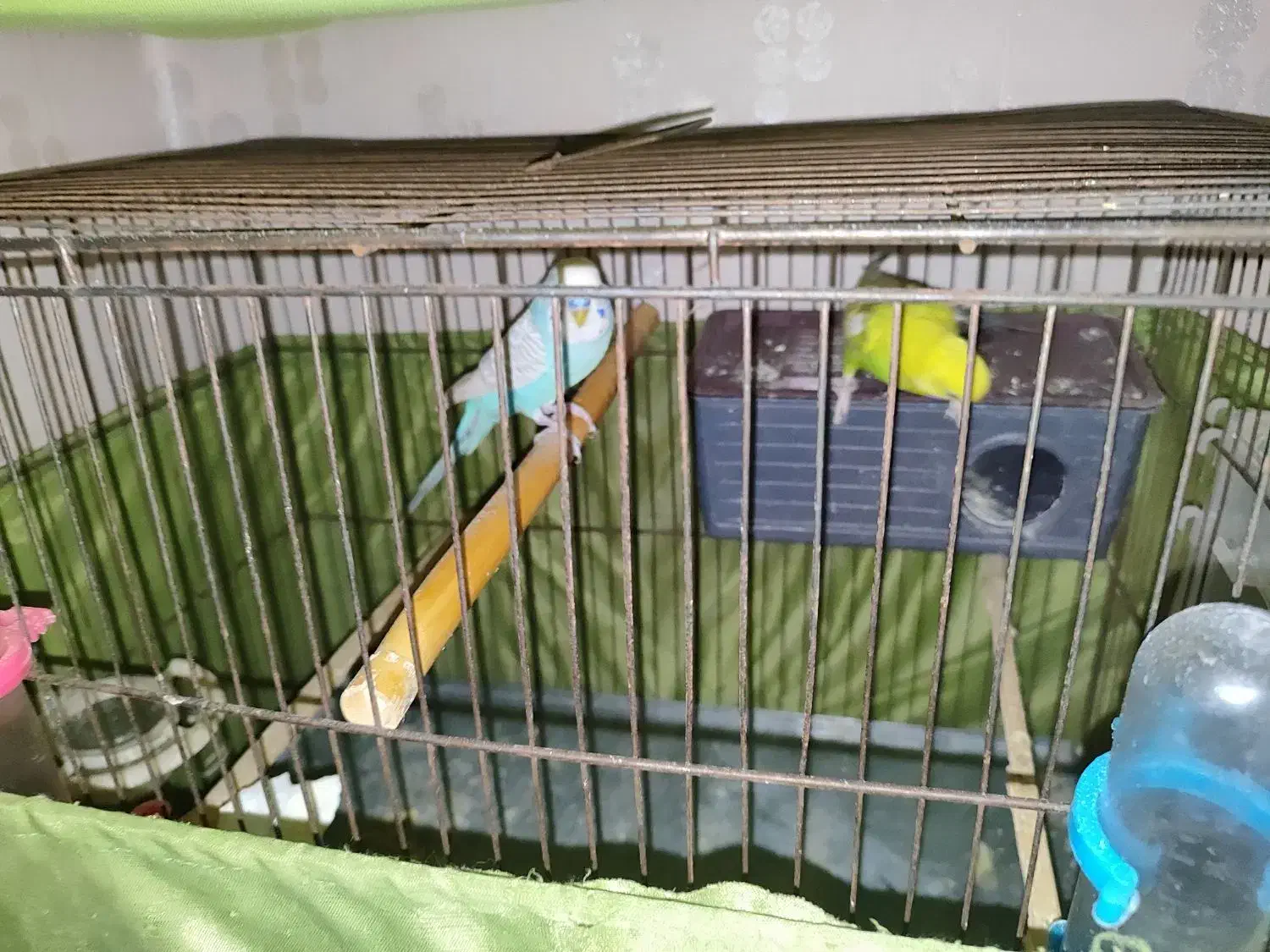 یک جفت مرغ عشق با تخم|پرنده|تهران, امام زاده عبدالله|دیوار