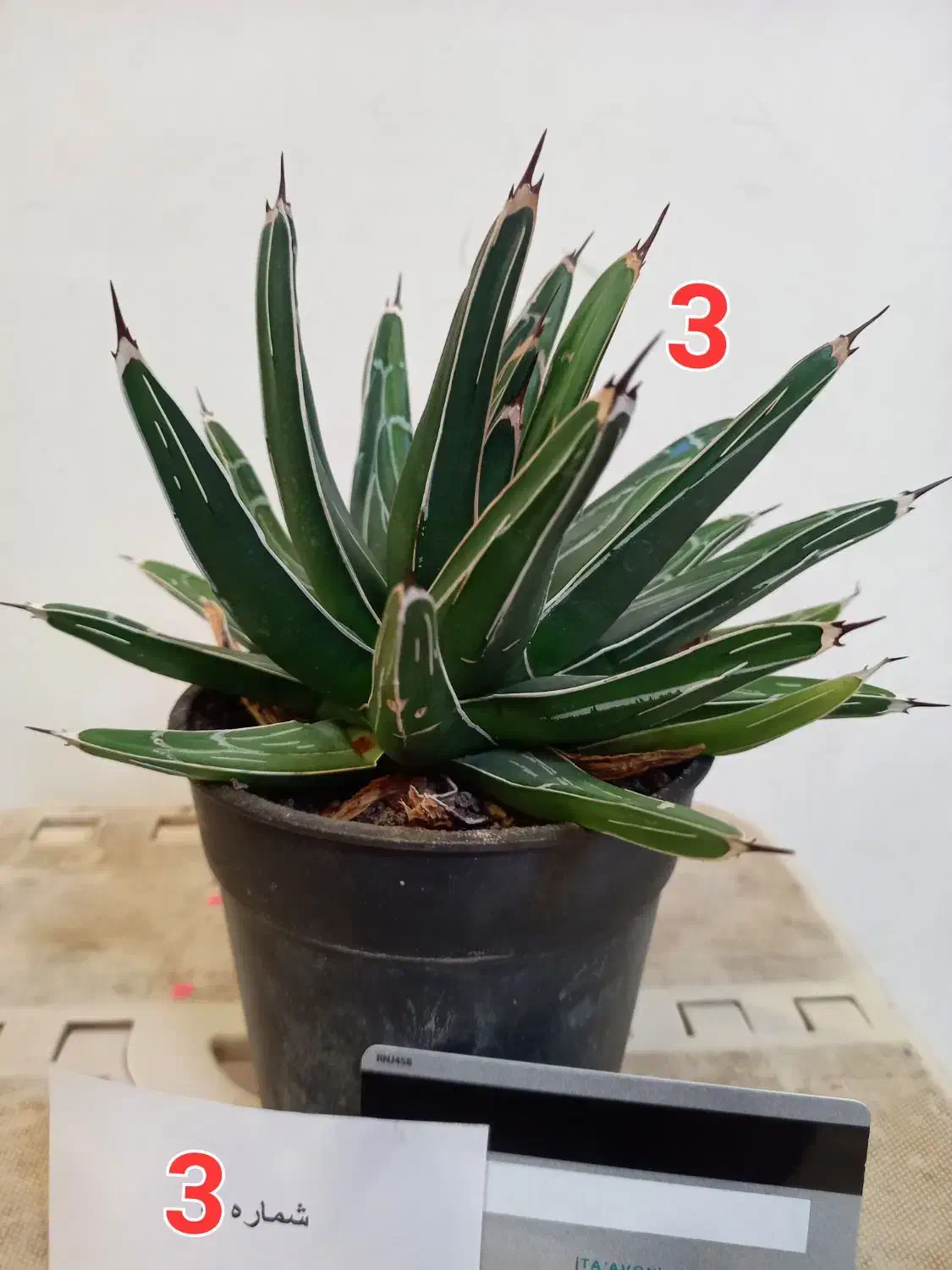 ۱۰ گلدان کاکتوس و گل|گل و گیاه طبیعی|یزد, |دیوار