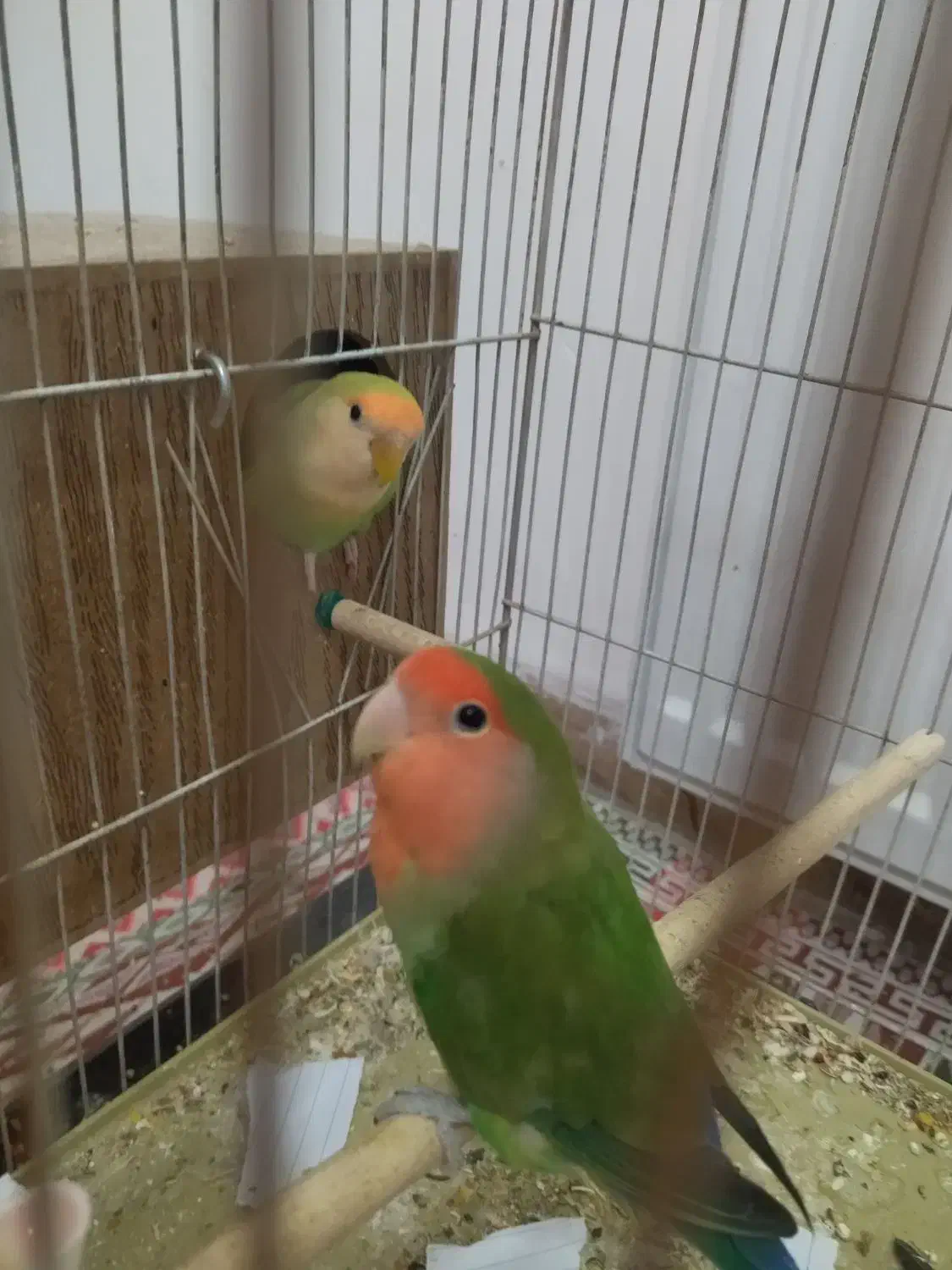 جفت طوطی کوتوله|پرنده|زرند, |دیوار