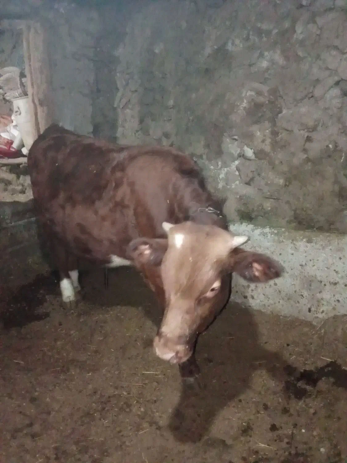 فروش گوساله نر|حیوانات مزرعه|خاروانا, |دیوار