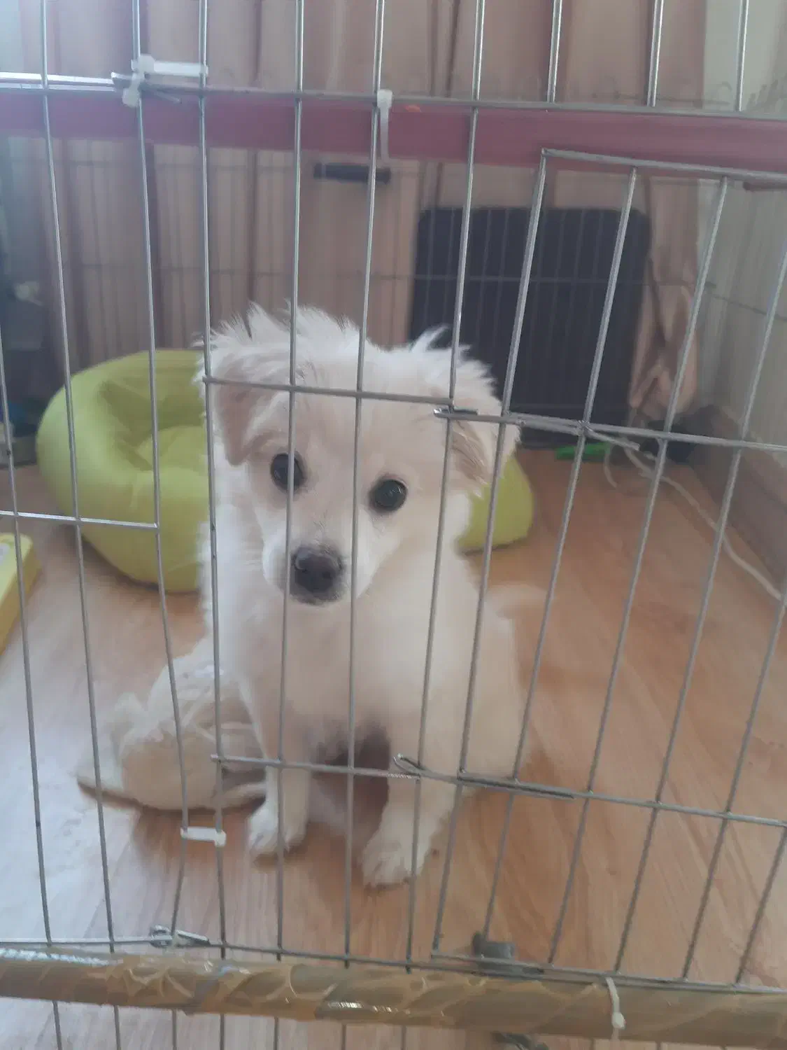 شیتزوی ۵ ماهه بازیگوش|سگ|تهران, شهرک کوهسار|دیوار