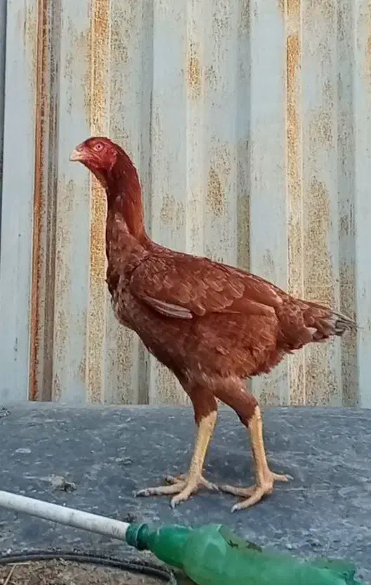 مرغ لاری اصیل|حیوانات مزرعه|تهران, هلال احمر|دیوار