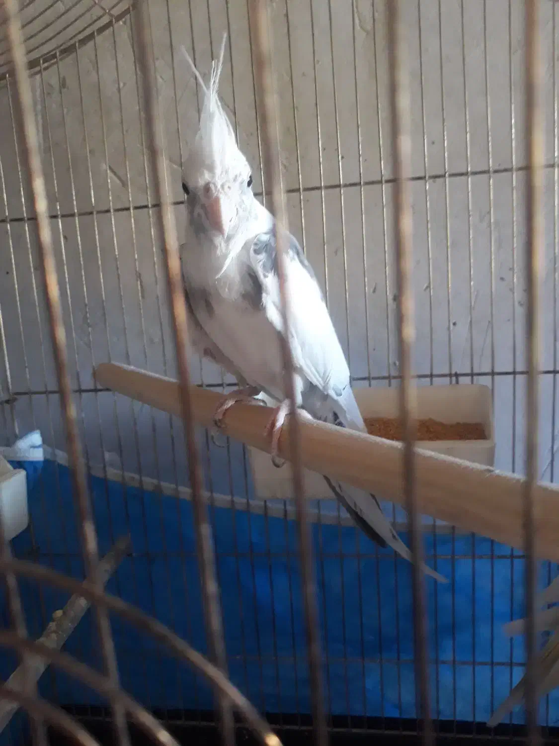 عروس هلندی|پرنده|هریس, |دیوار