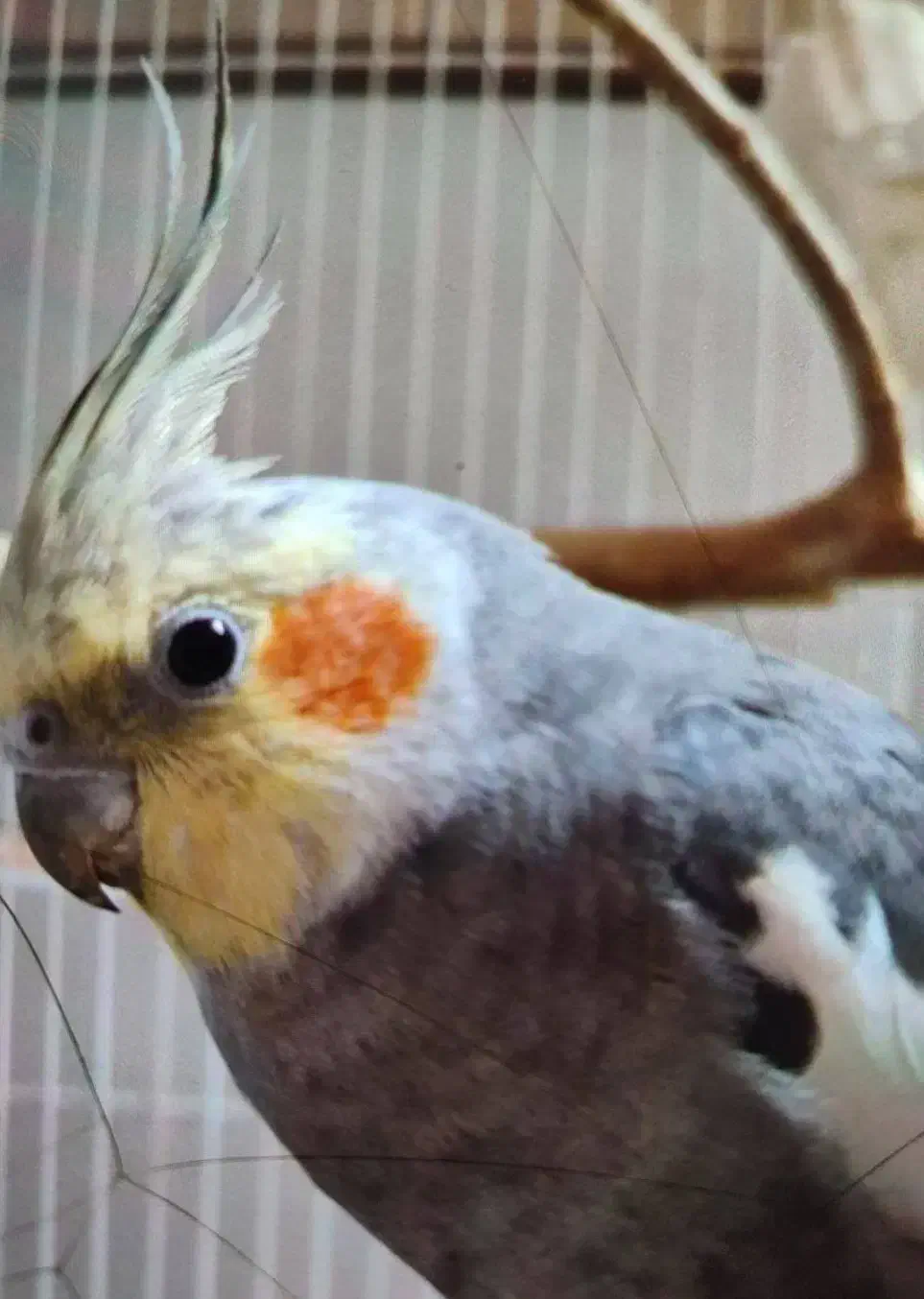 عروس هلندی|پرنده|تهران, علم و صنعت|دیوار