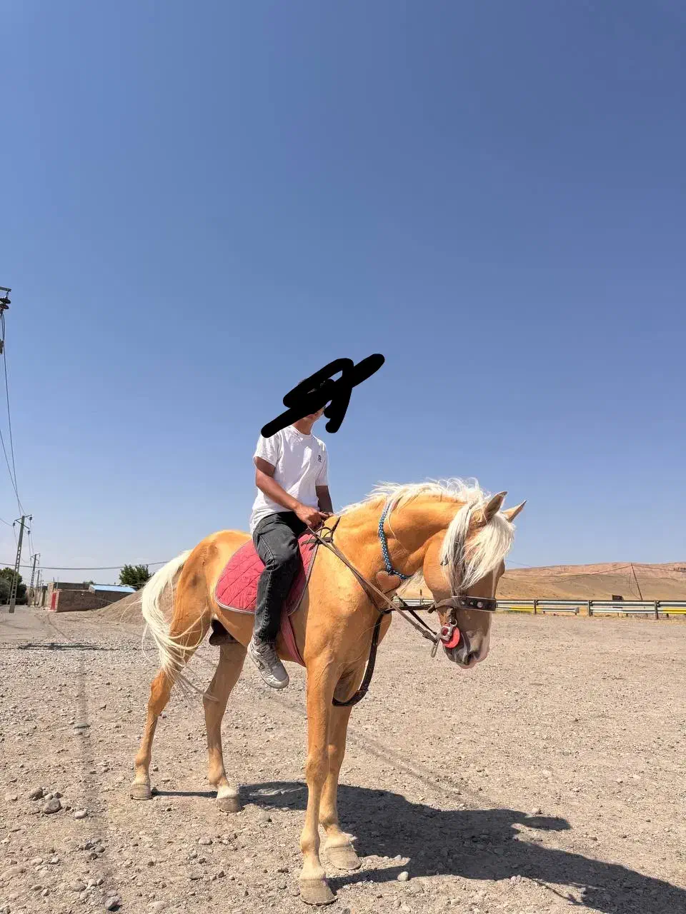 اسب نریان به رنگ سمند یال و دم شسته ۶ساله|اسب و تجهیزات اسب‌سواری|هشترود, |دیوار