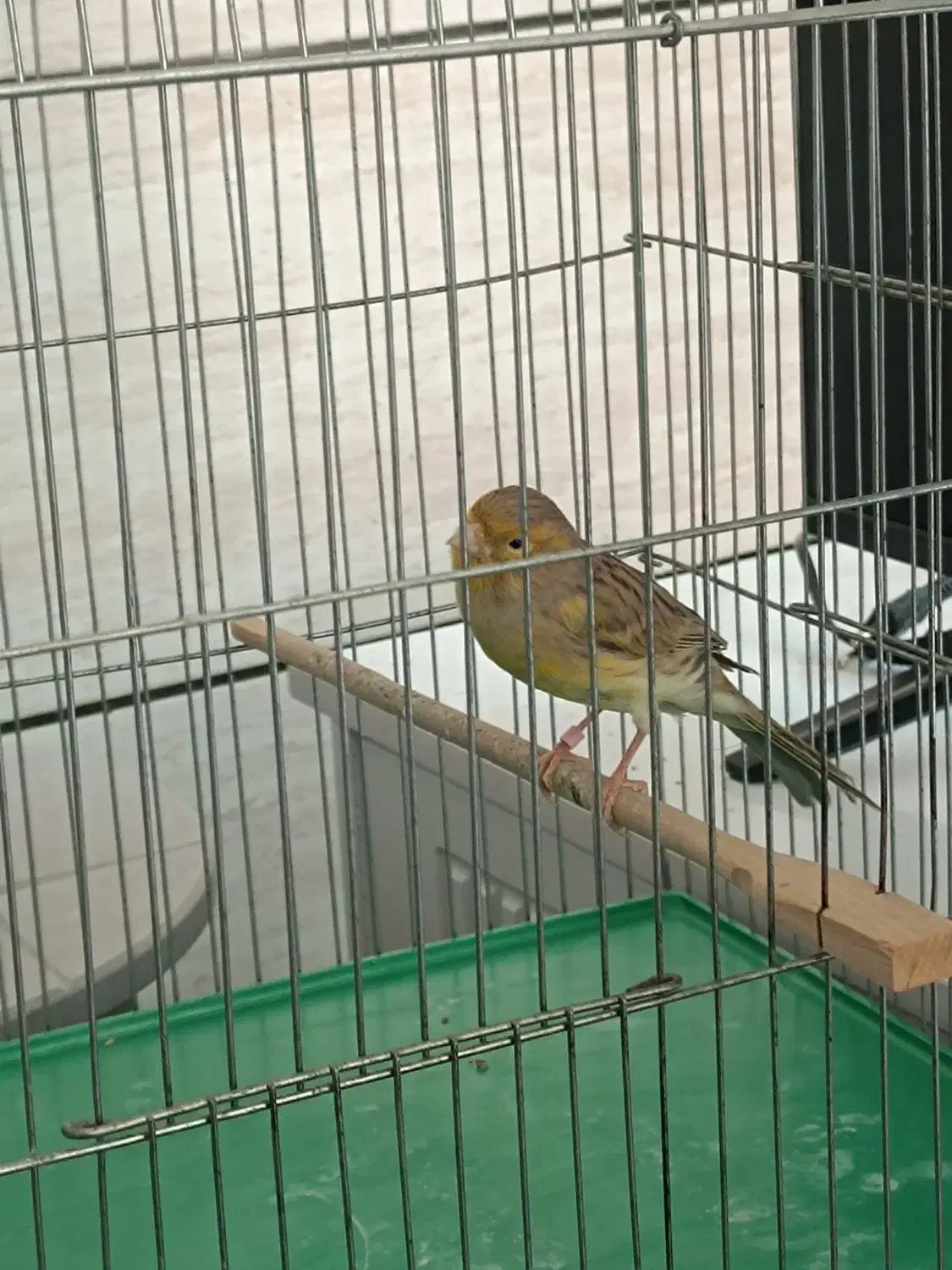 قناری ماده آماده|پرنده|شیراز, کوشک میدان|دیوار