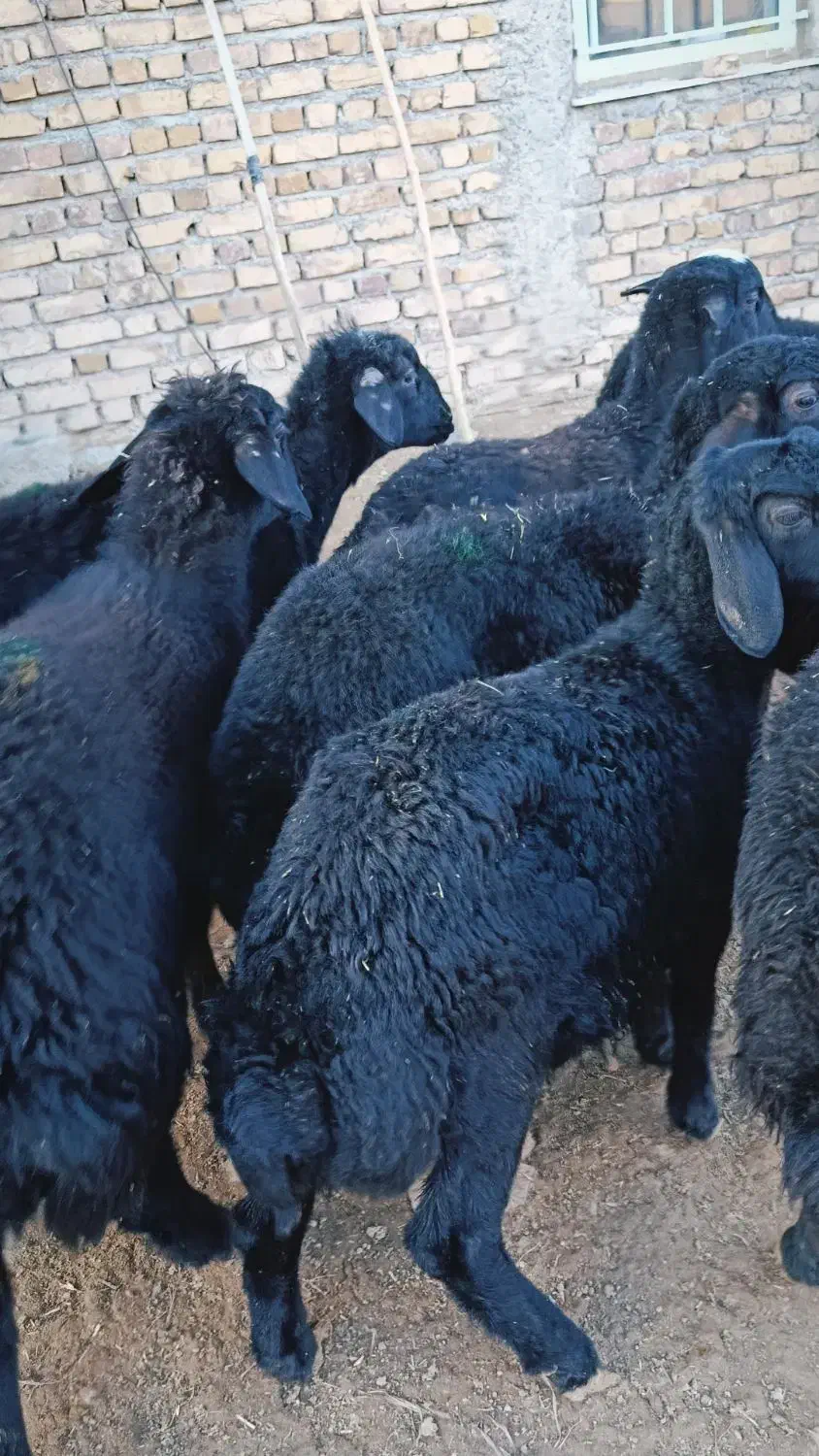 بره ماده قره قزل گوسفند میش قوچ شیشک افشار دوقلو|حیوانات مزرعه|قیدار, |دیوار