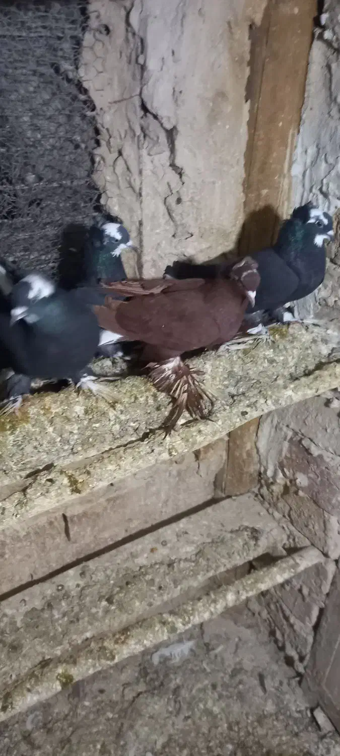 کبوتر الوان|پرنده|تبریز, |دیوار