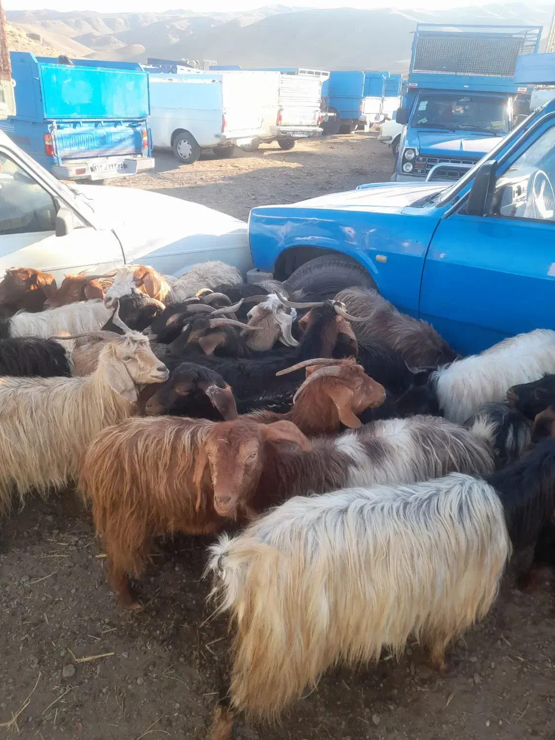 بز ماده ابستن|حیوانات مزرعه|خدا آفرین, |دیوار