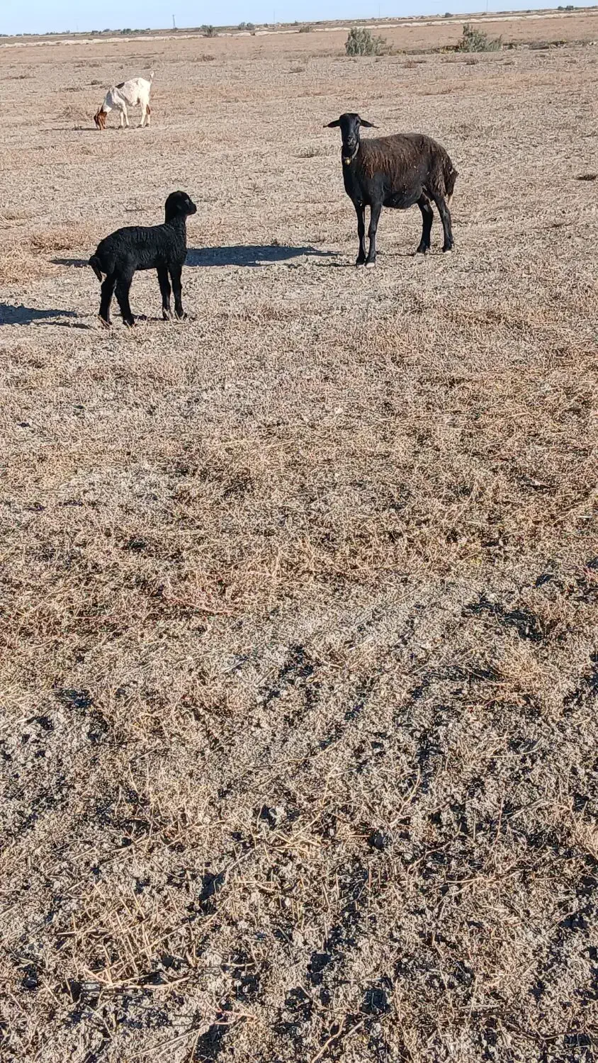 گوسفند بره دار حیوانات مزرعه|حیوانات مزرعه|سیمین شهر, |دیوار