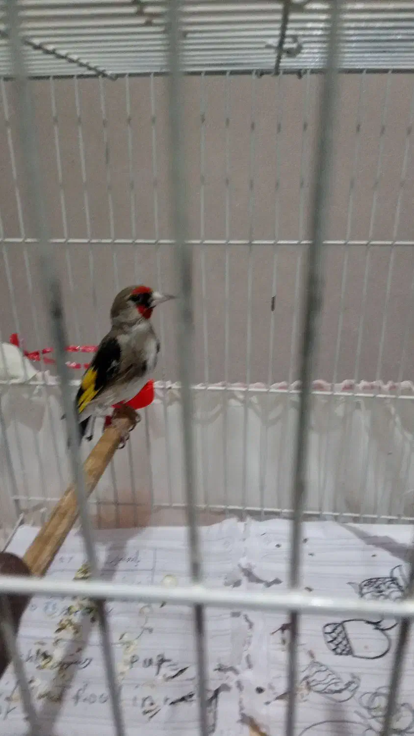 سهره تو لکی|پرنده|تهران, جنت‌آباد مرکزی|دیوار