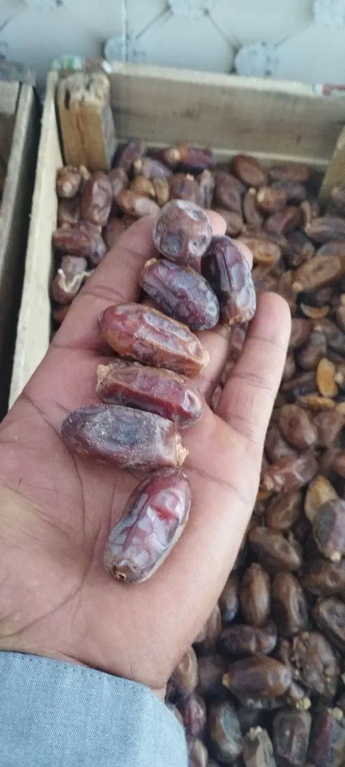 خرما|حراج|شادگان, |دیوار